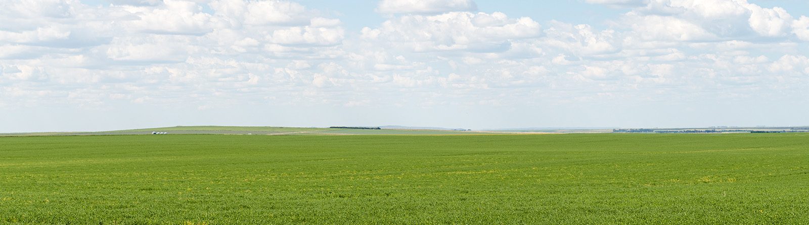 Immersive Farm Tour Experience Demonstrates the Journey of Lentils from Farm to Plate to Volume Foodservice Operators